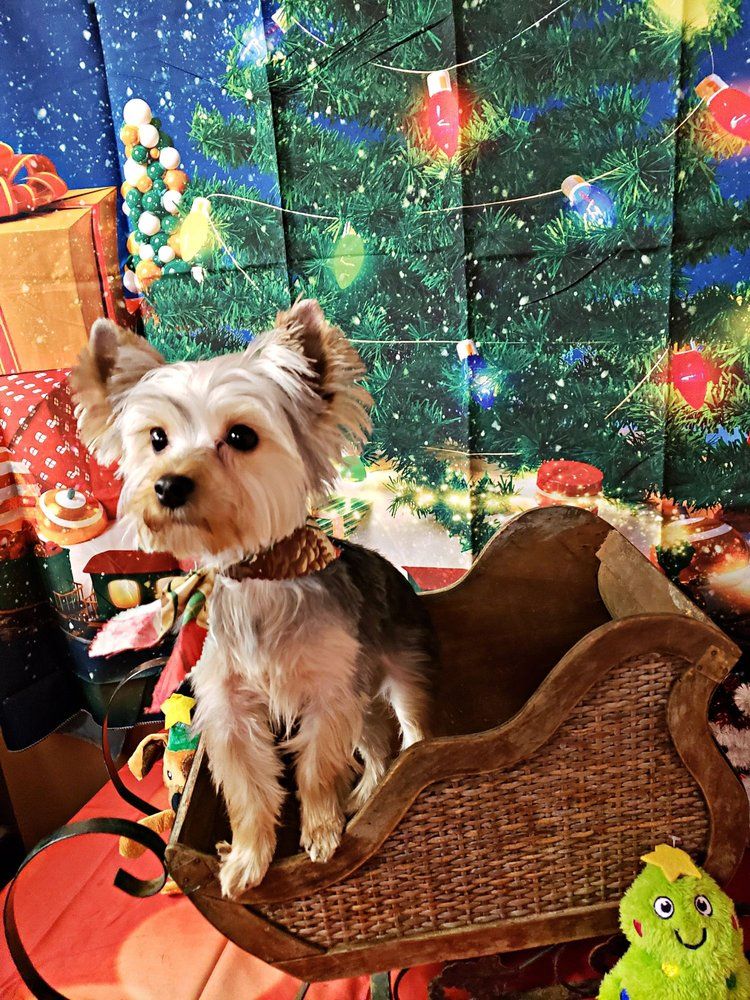 South Paw's Grooming of Edmond Oklahoma - Edmond Information
