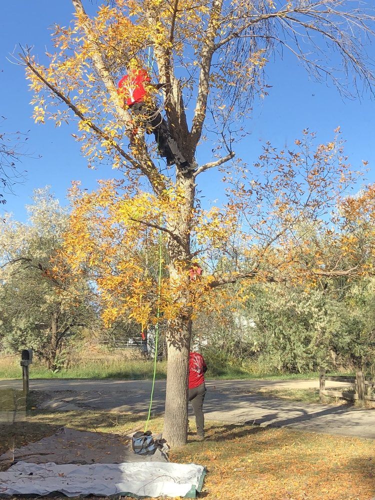 Cutting Edge Tree Care, LLC - Breckenridge Informative