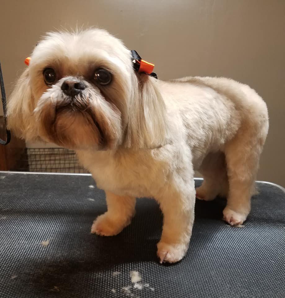 Shawnee Hills Pet Grooming - Powell Appointments