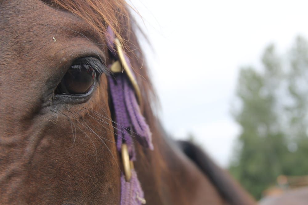 Webb's Holiday Acres Ranch Ltd - Aldergrove Wheelchairs