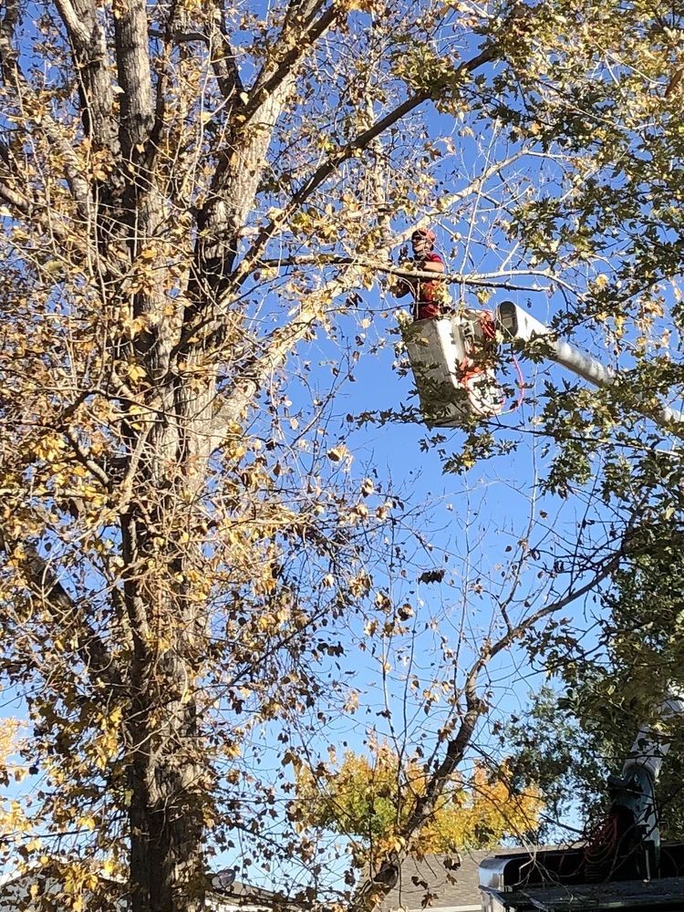 Cutting Edge Tree Care, LLC - Breckenridge Thumbnails