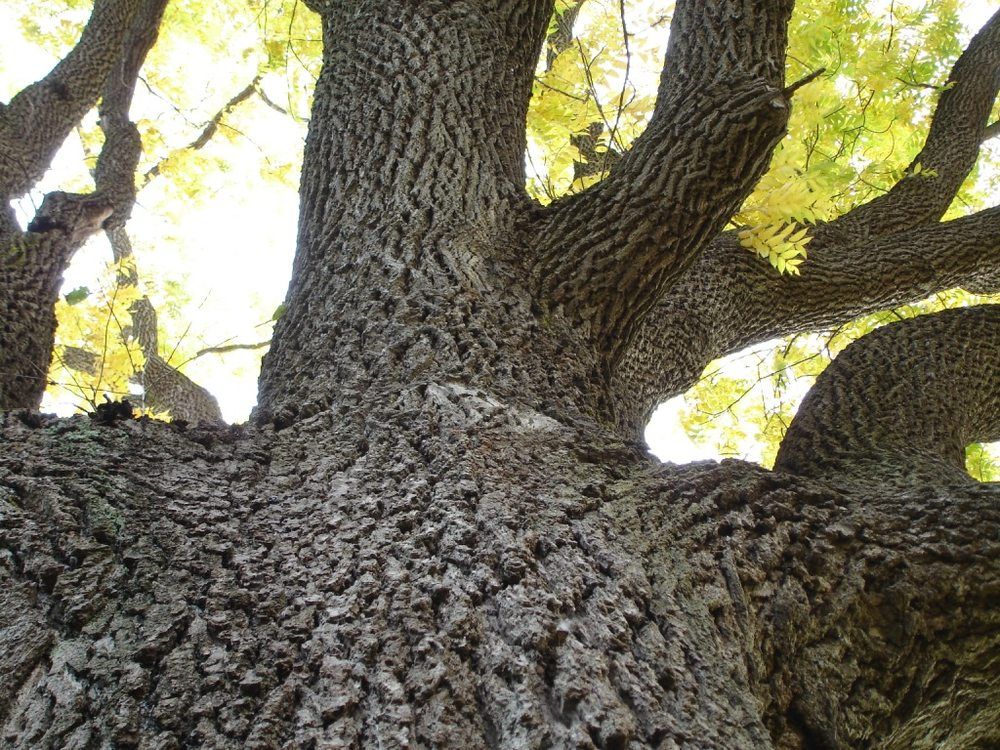 Beavers Tree Service - Grafton Informative