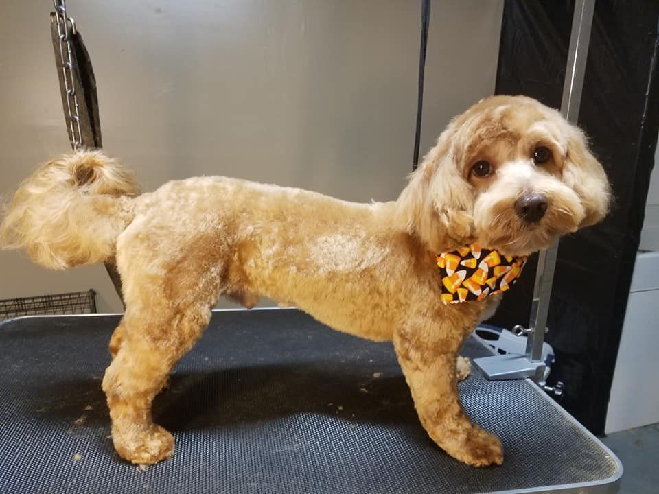 Shawnee Hills Pet Grooming - Powell Fantastic!