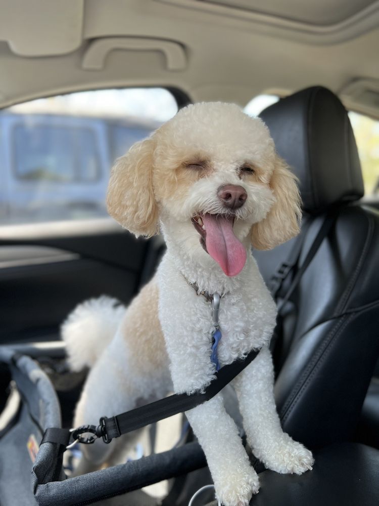 Grooming By Jessie - Old Bridge Englishtown