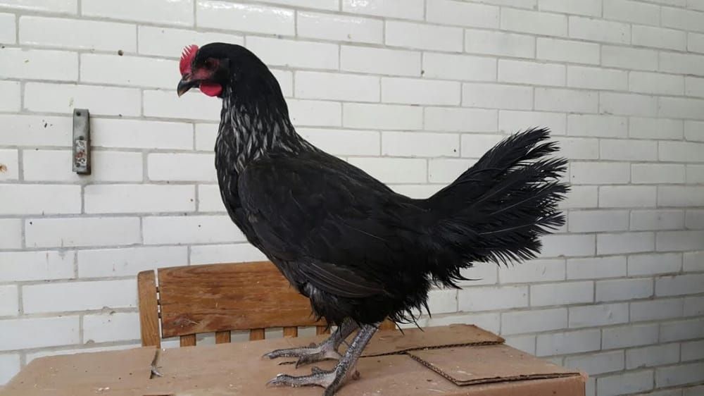 Astoria Live Poultry & Meat - Astoria Informative