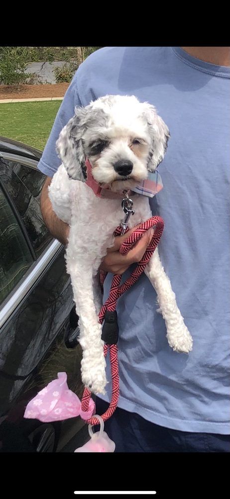 Posh Paws Grooming & Pet Spa LLC - Greenville Cleanliness