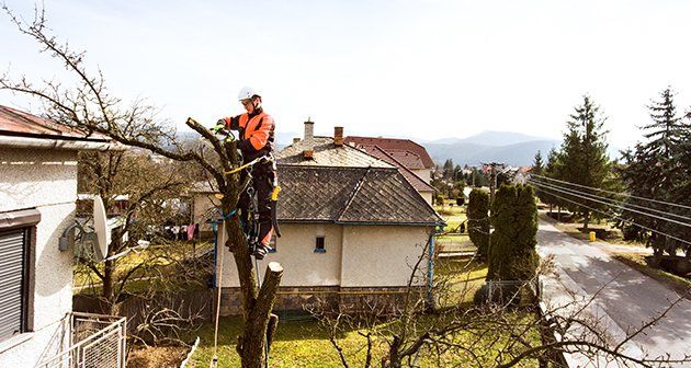 AAA Tree Experts, Inc. - Charlotte Information