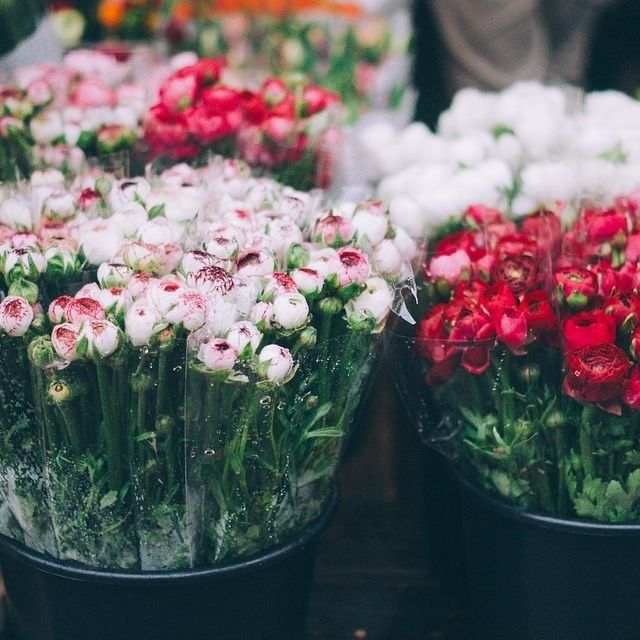 The Violet Shop - Carthage Informative