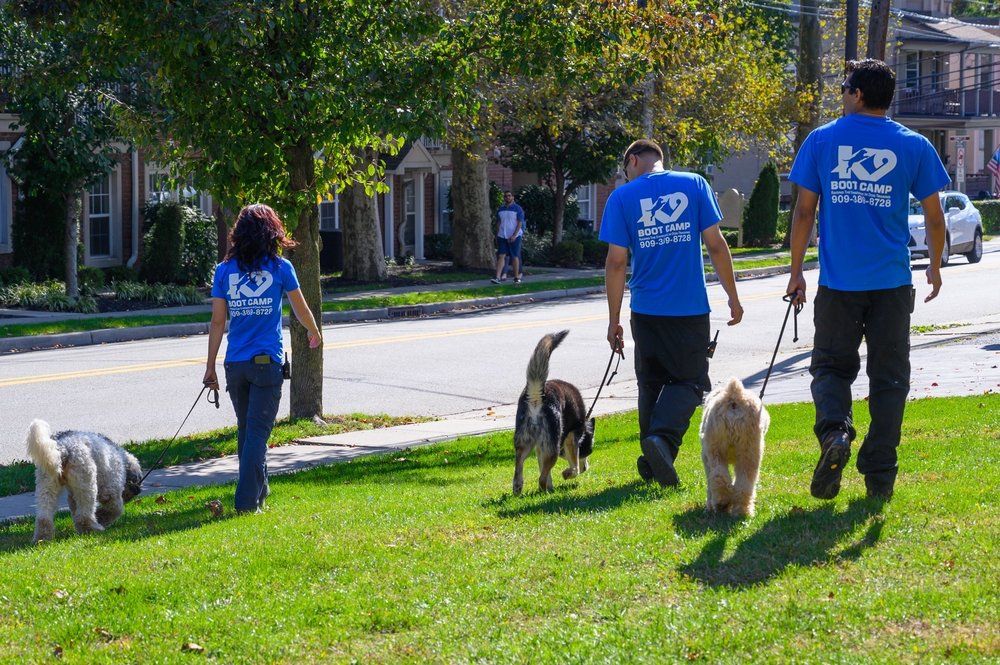 K9 Boot Camp - East Rutherford Rutherford