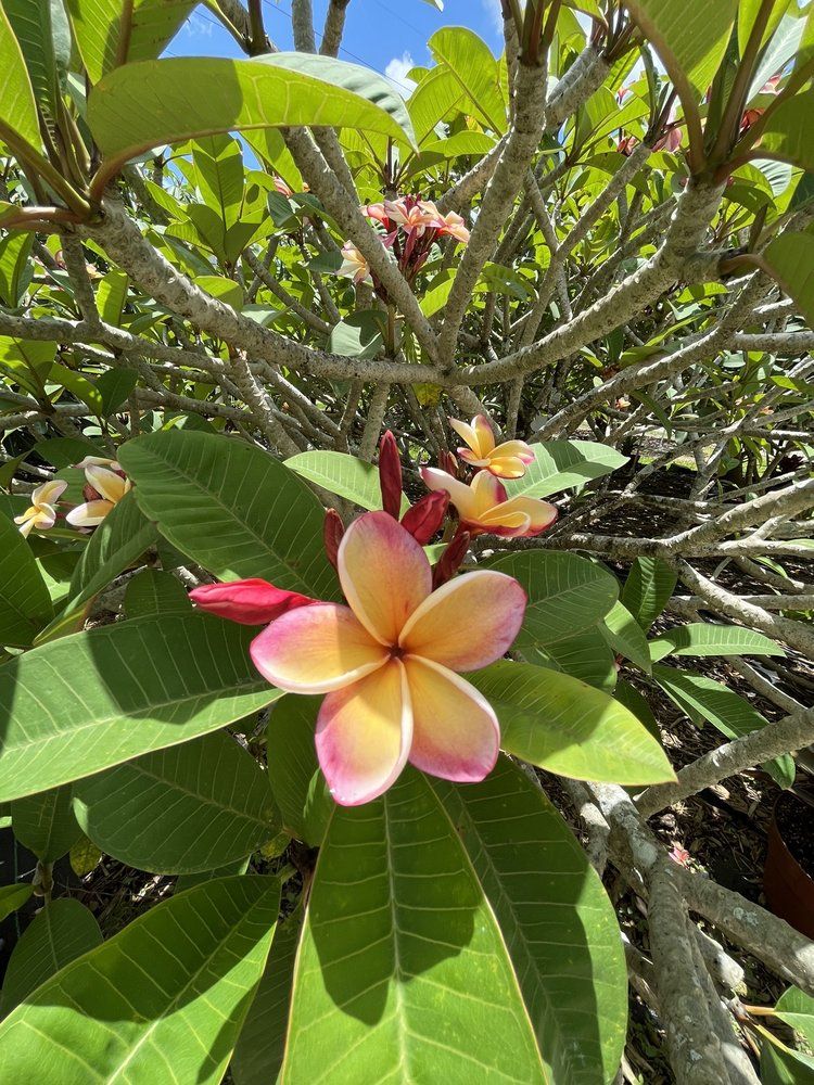 Florida Colors Nursery - Homestead Thumbnails