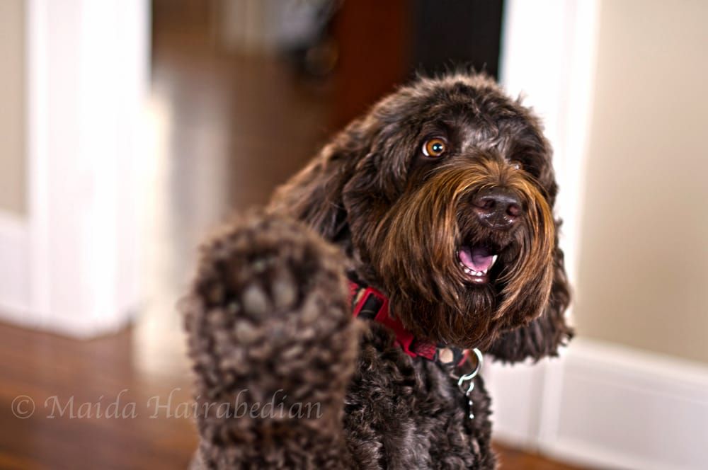 Posh Paws Grooming & Pet Spa LLC - Greenville Combination