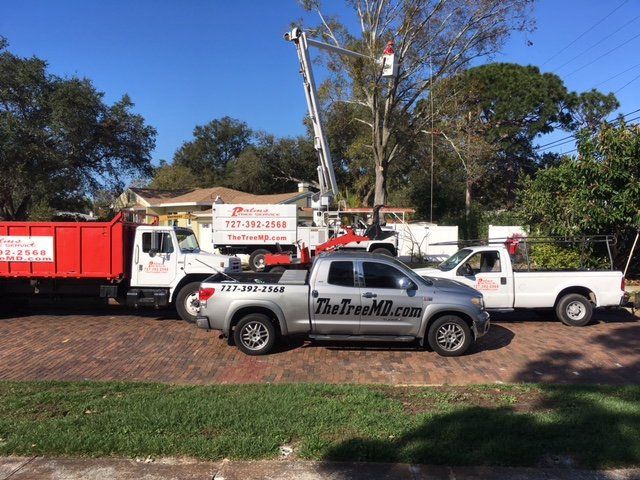 The Palms Tree Service, Inc. - Saint Petersburg Availability