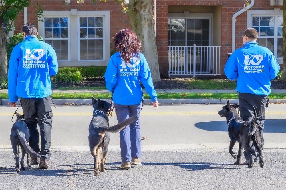 K9 Boot Camp - East Rutherford Cleanliness