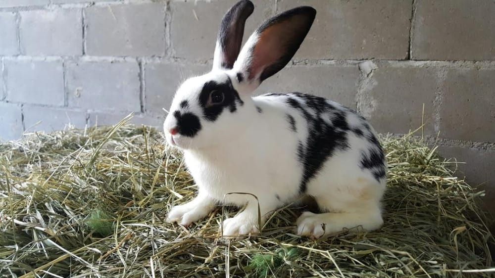 Astoria Live Poultry & Meat - Astoria Cleanliness