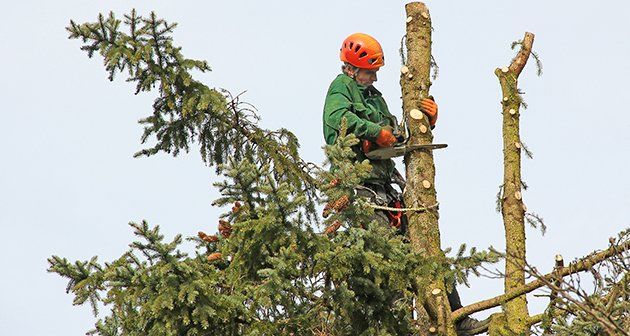 AAA Tree Experts, Inc. - Charlotte Combination