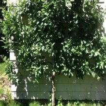 Andover Arborists - Andover Wheelchairs