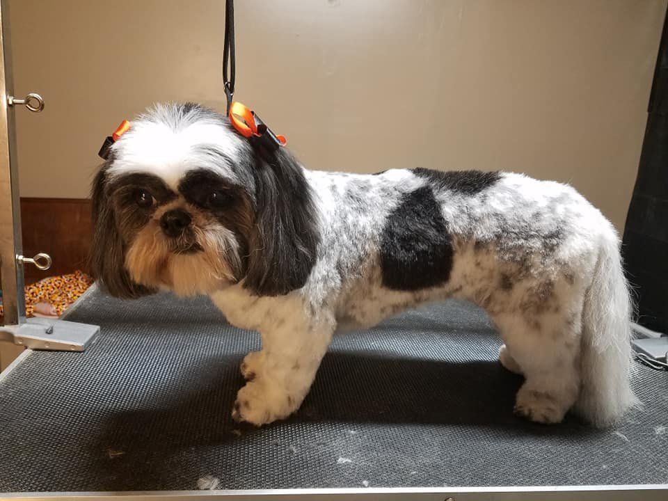 Shawnee Hills Pet Grooming - Powell Accommodate