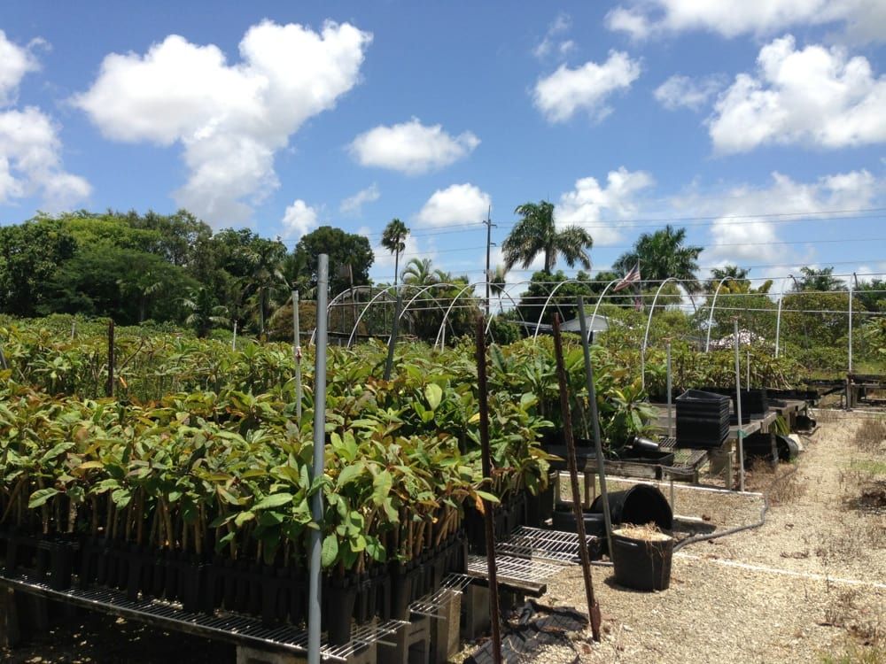 Florida Colors Nursery - Homestead Questions