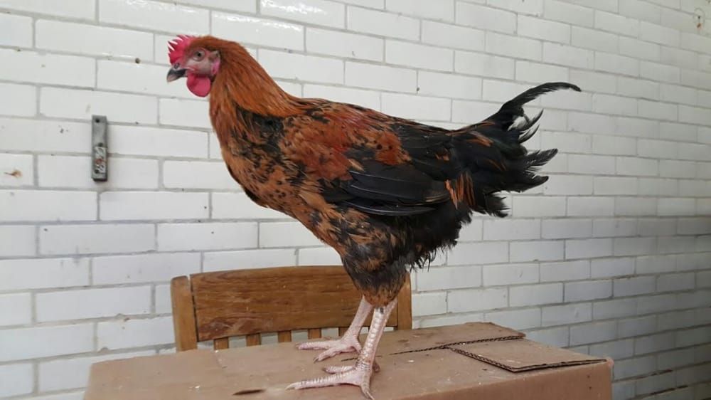 Astoria Live Poultry & Meat - Astoria Combination