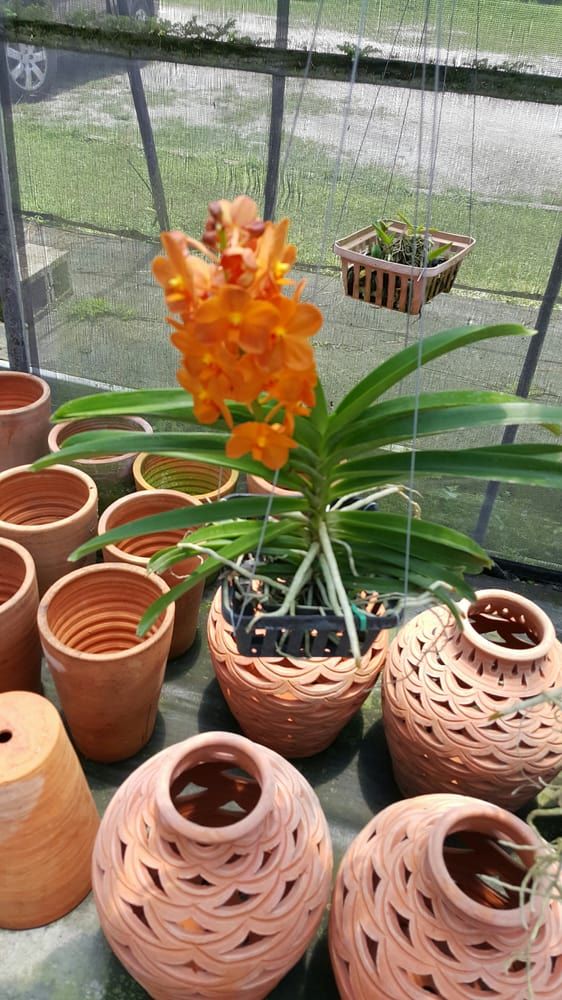 Banjong Orchids - Miami Questions