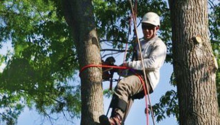 AAA Tree Experts, Inc. - Charlotte Environment