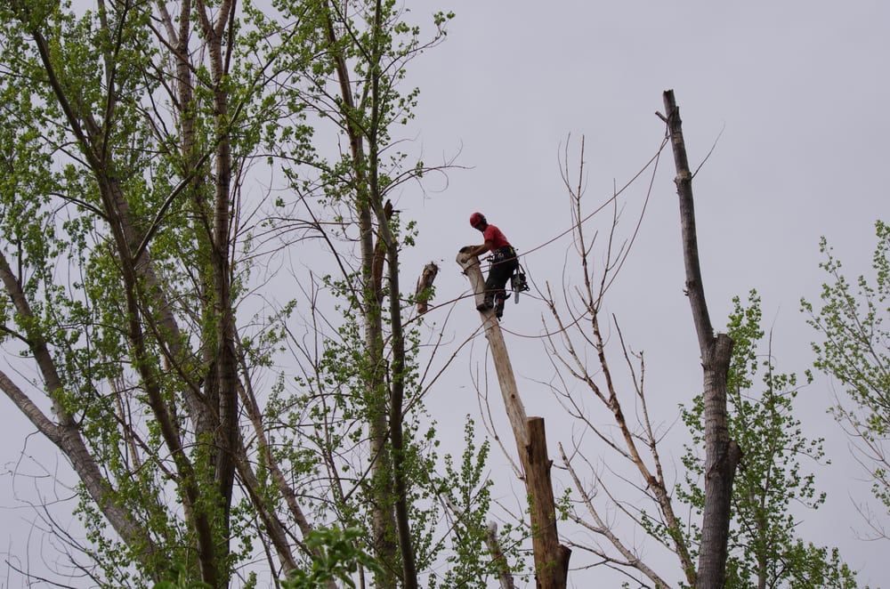 Cutting Edge Tree Care, LLC - Breckenridge Timeliness