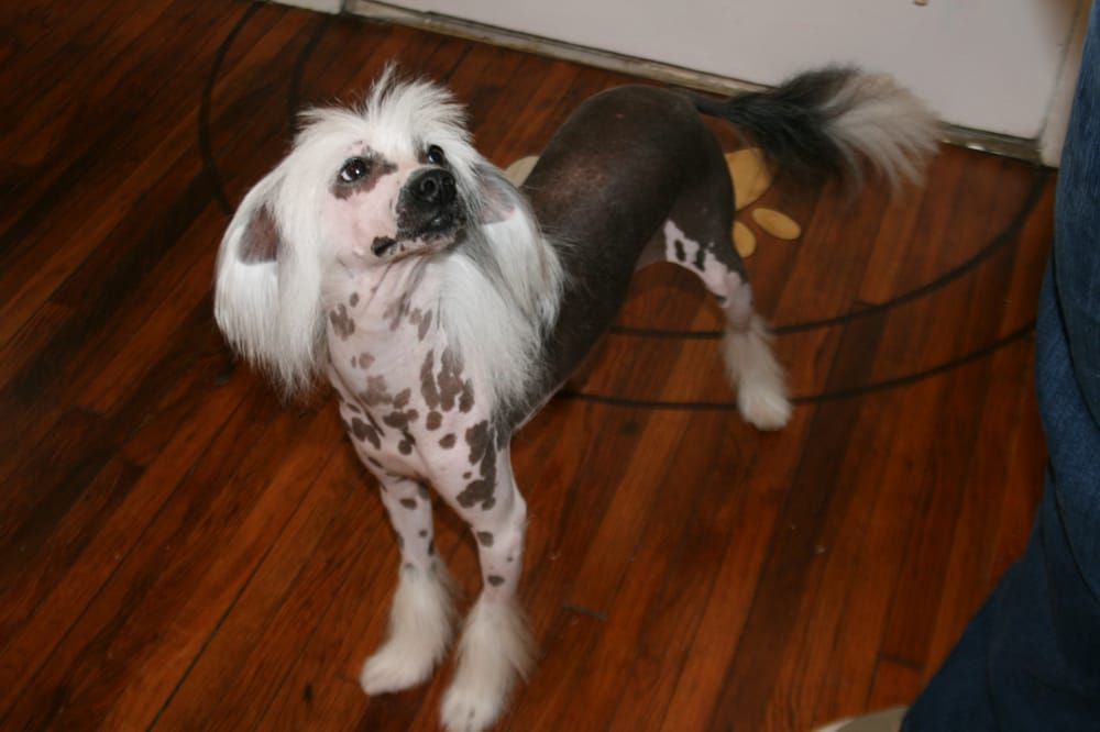 Posh Paws Grooming & Pet Spa LLC - Greenville Thumbnails