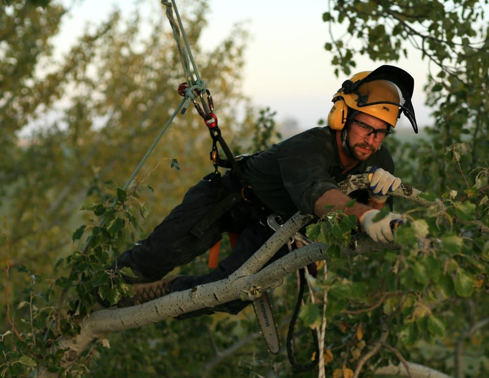 Cutting Edge Tree Care, LLC Breckenridge Service Landscape