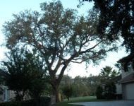 The Palms Tree Service, Inc. Landscaping