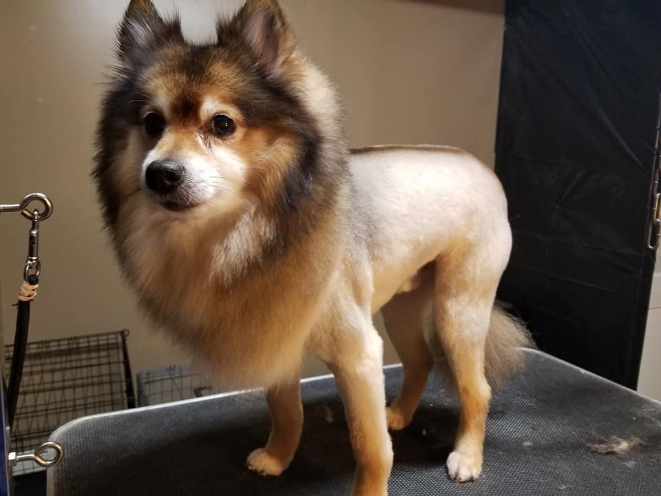 Shawnee Hills Pet Grooming - Powell Informative