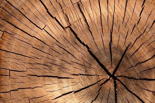 ArborPro Plant Care Experts Landscaping