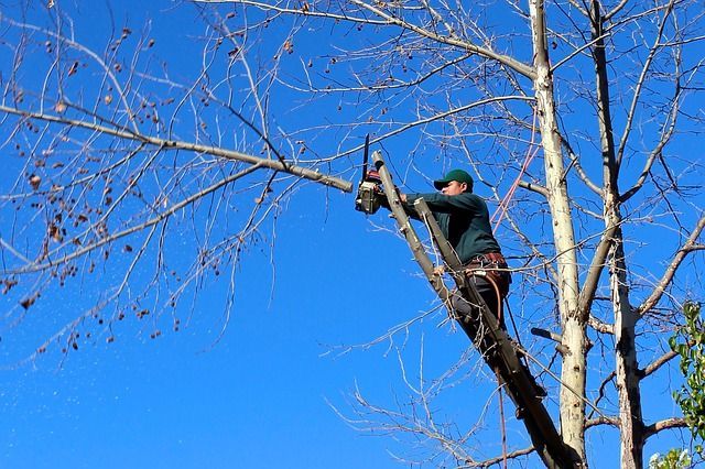 ArborPro Plant Care Experts Informative