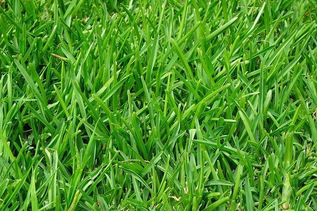 ArborPro Plant Care Experts Reasonably