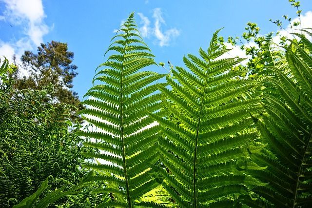 ArborPro Plant Care Experts Timeliness