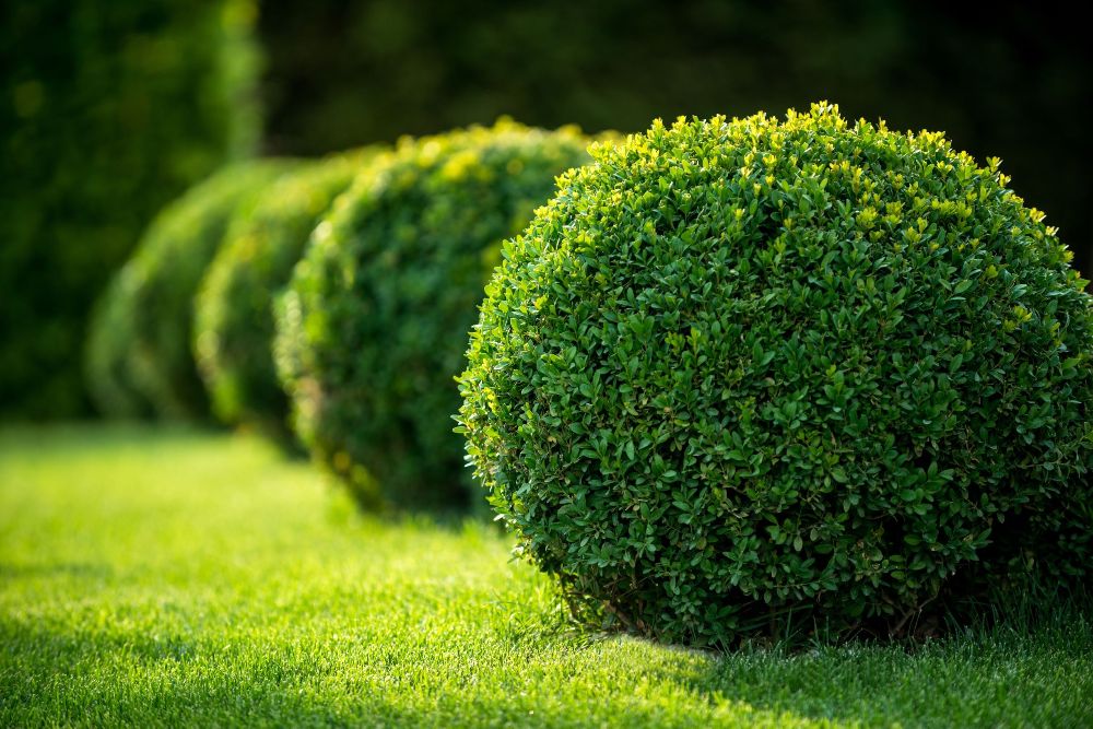 ArborPro Plant Care Experts Positively