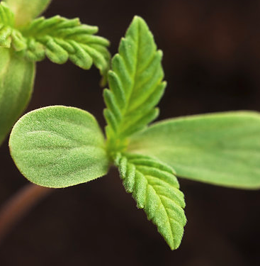 Midwest CBD - Kenosha Informative