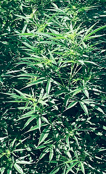 Midwest CBD - Kenosha Thumbnails