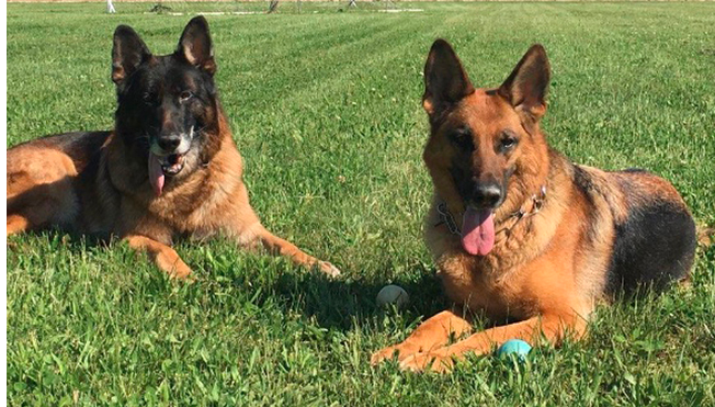 Pro Canine Center - Frenchtown Frenchtown