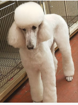 The Poodle Puff Positively