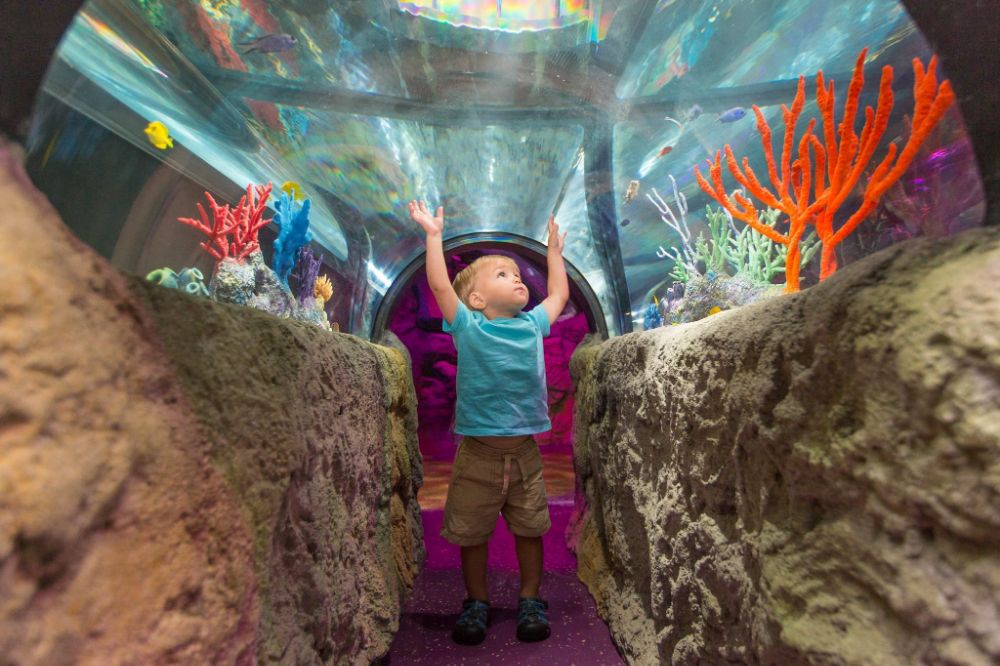sea-life-orlando-aquarium-orlando-place-zoo